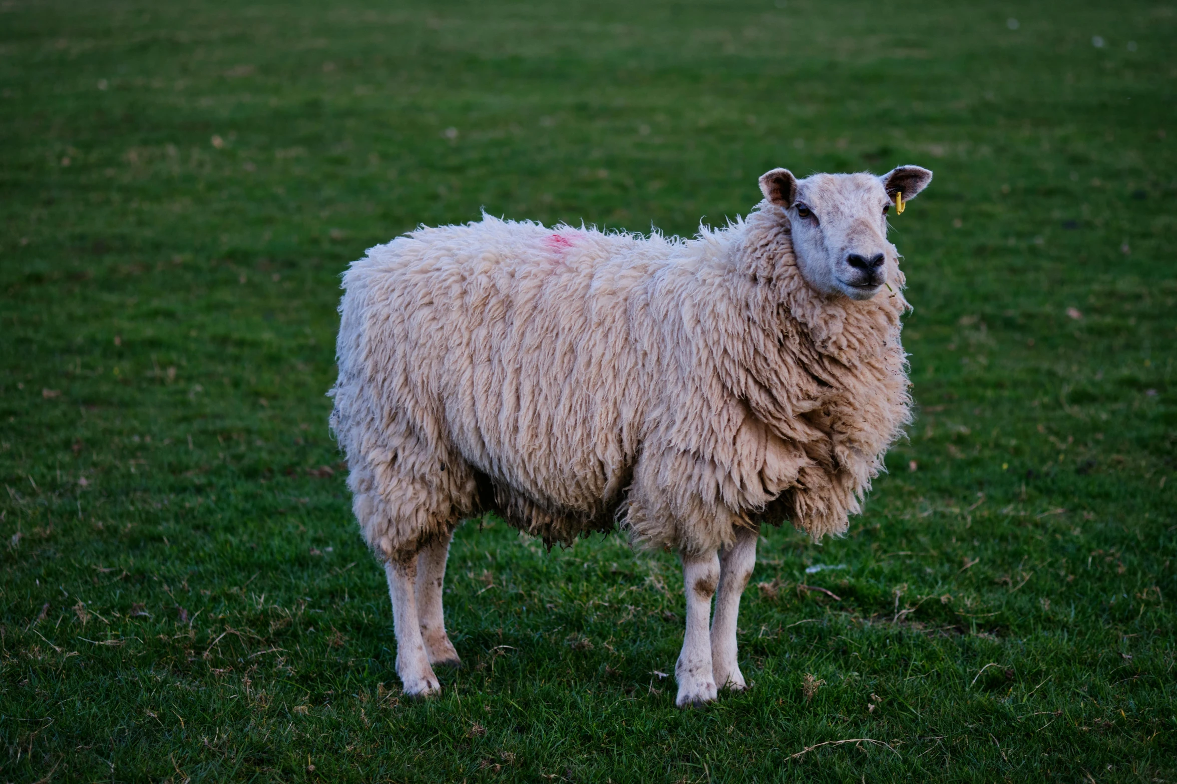 a big sheep standing on a lush green field