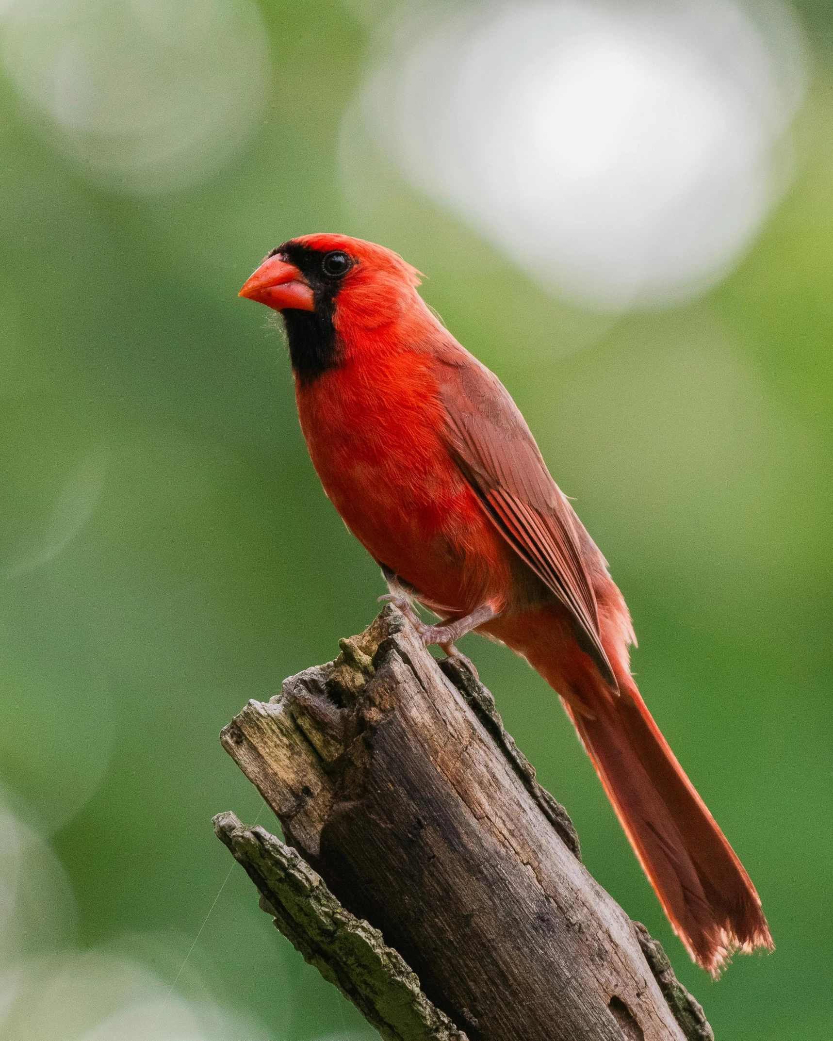 the bird is perched on the piece of wood