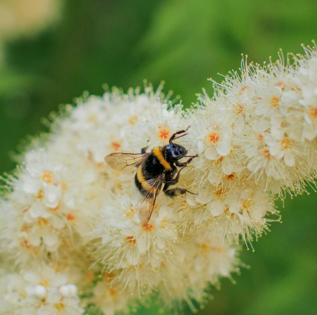 a close up view of a bee that is on the top of a plant