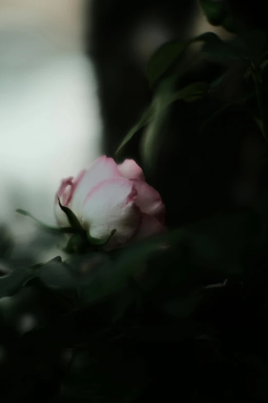 a pink flower with a green leafed tree in the background