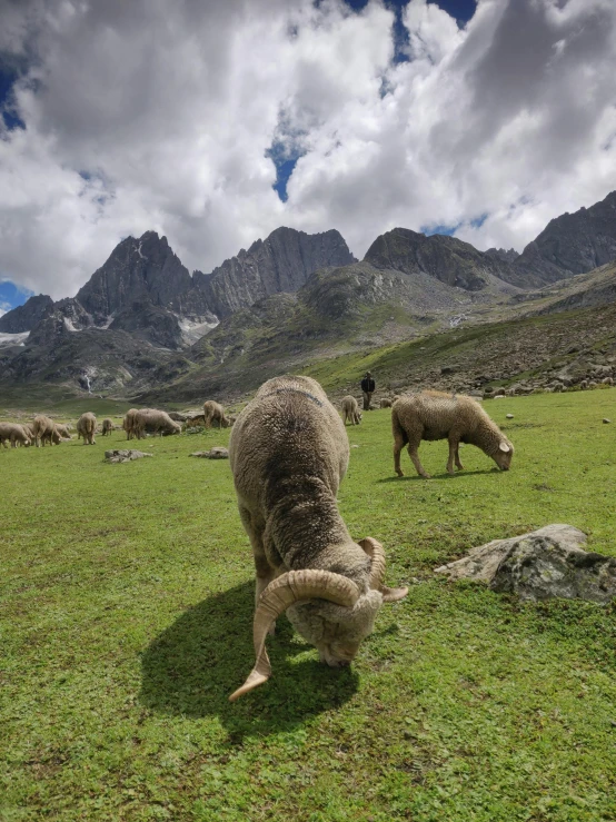 two sheep in the grass with the mountains in the background