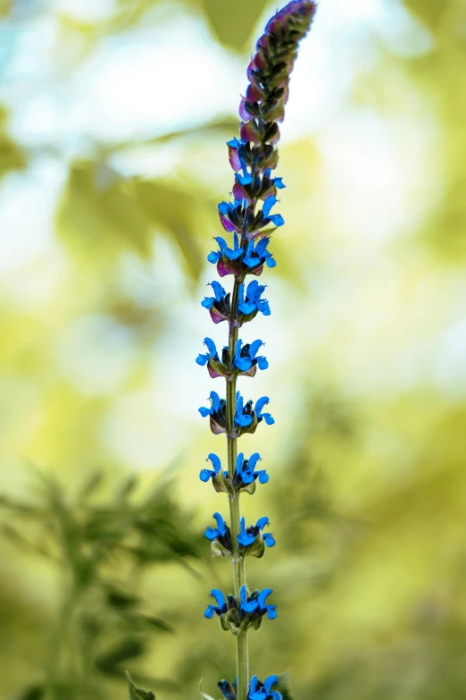 a blue flower that is in the wild