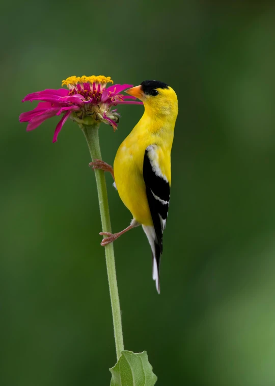 the bird is standing on a small flower