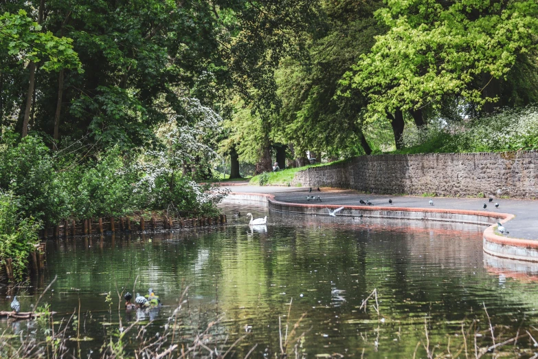 a pond full of ducks that are standing next to some trees