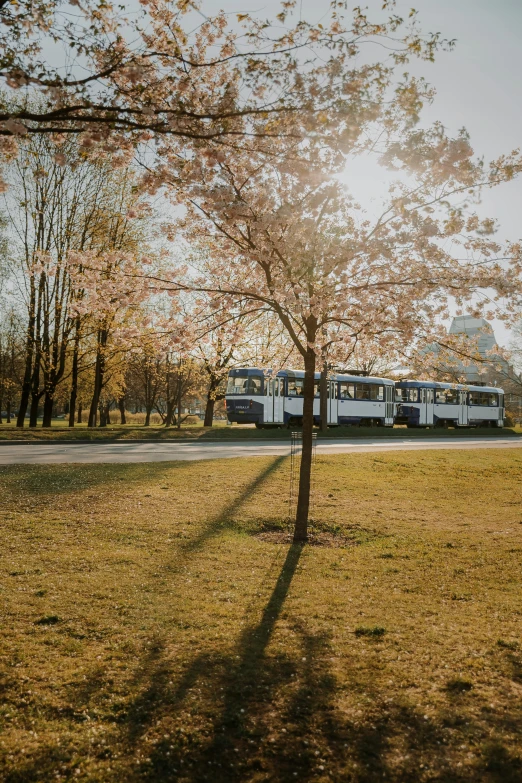 the buses are parked in the shade of the tree