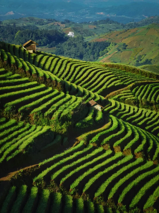 the tea plantation in south korea