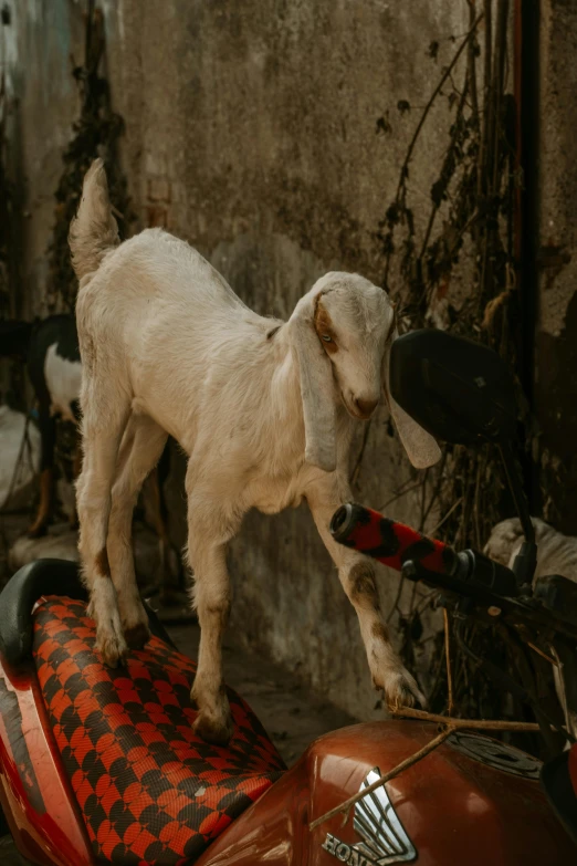 an adorable little goat standing on a sidecar