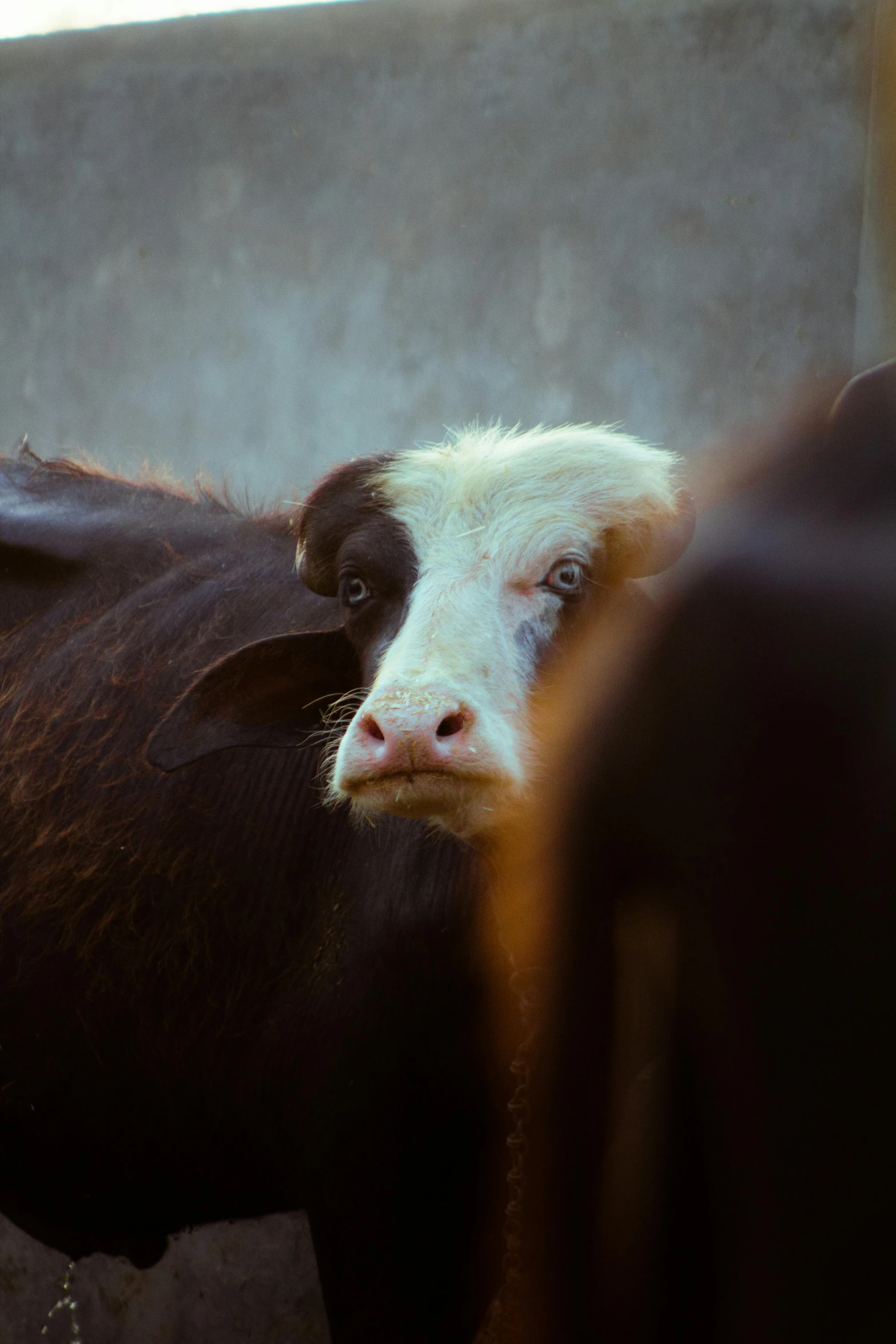 a small cow standing next to another one