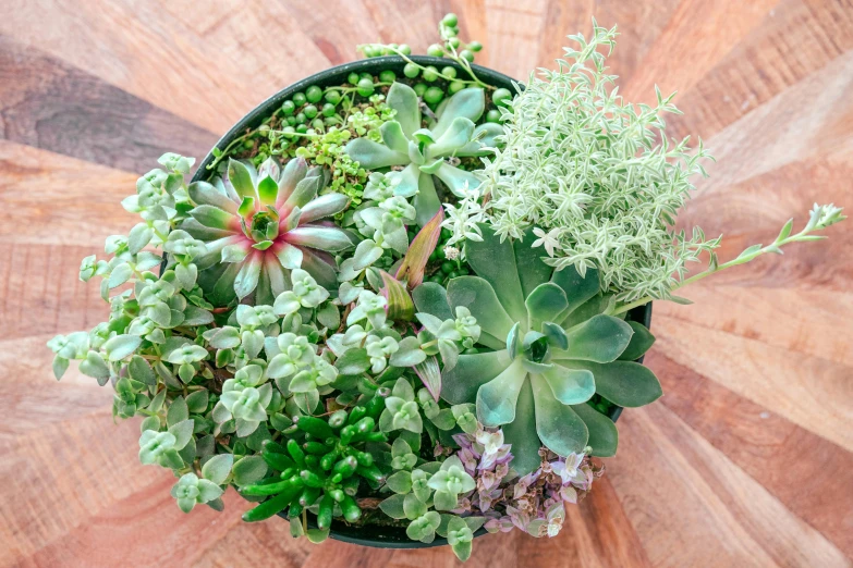 a small group of succulents on a table top