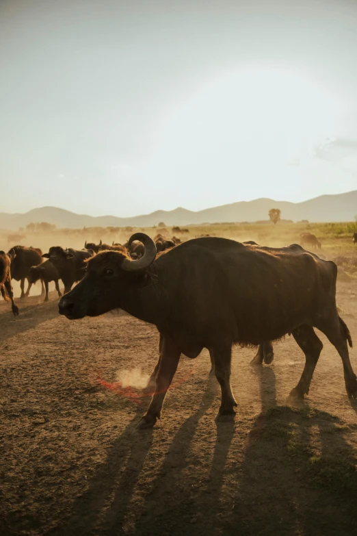 a heard of cattle crossing a dirt field