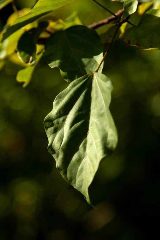 green leaves are hanging on the tree