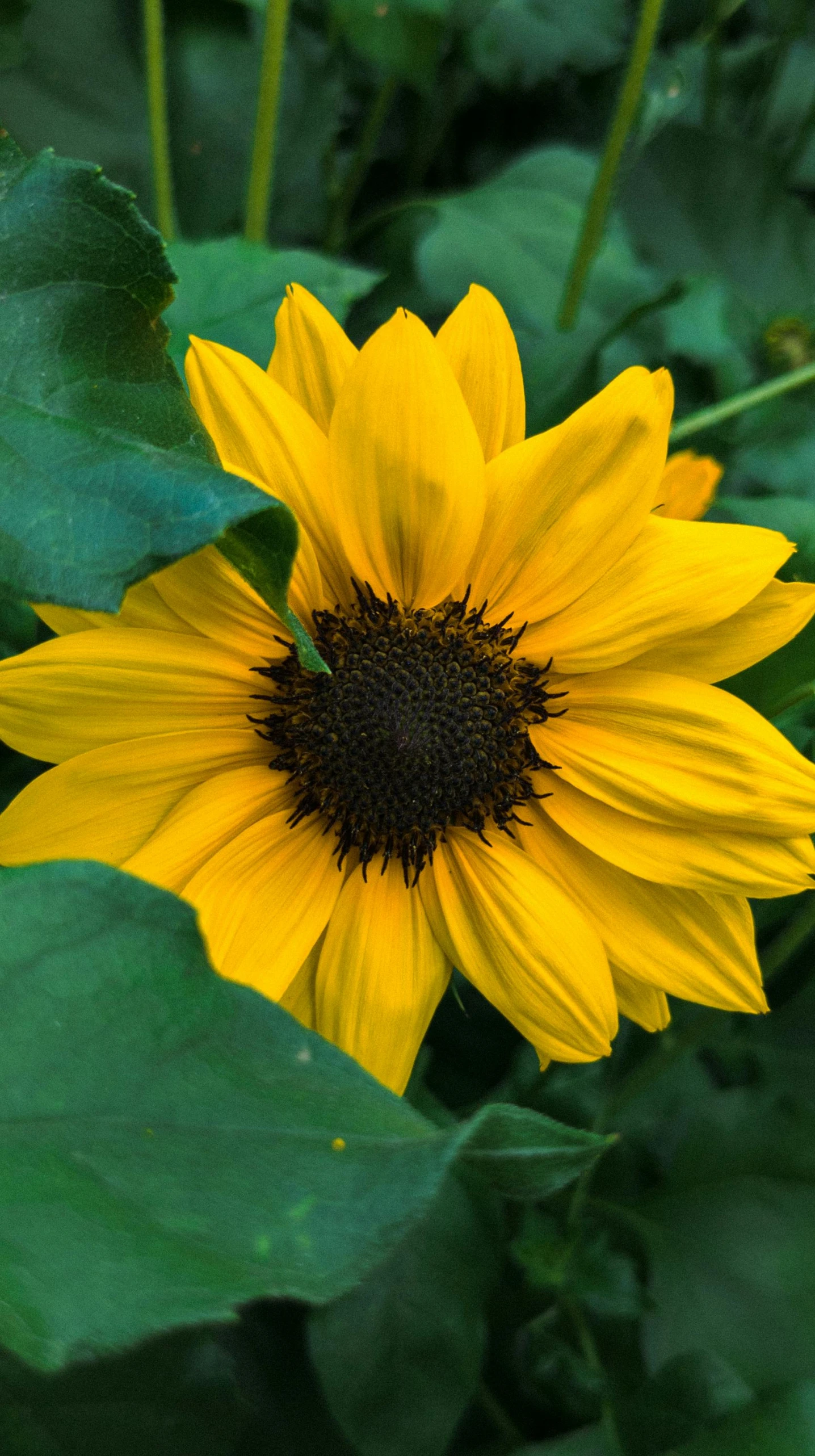 the yellow flower in the field is very bright