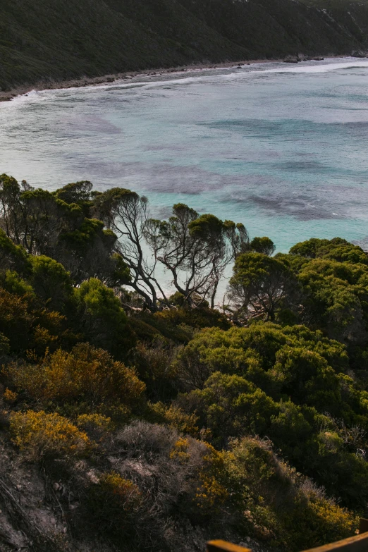 a bird flying over trees and water on a cloudy day