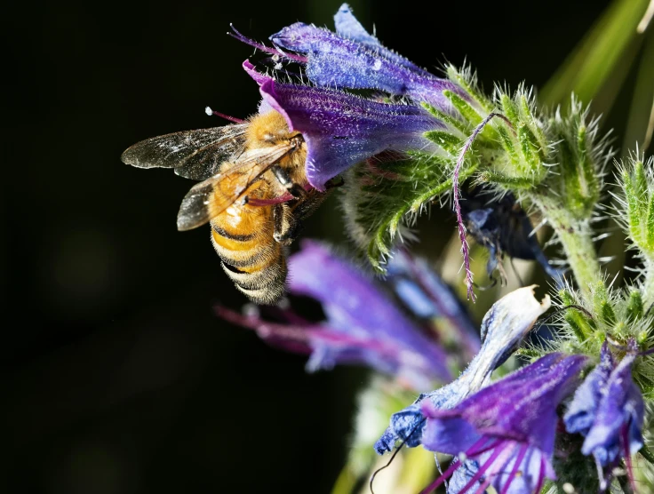 a bee pollking in a flower with purple petals