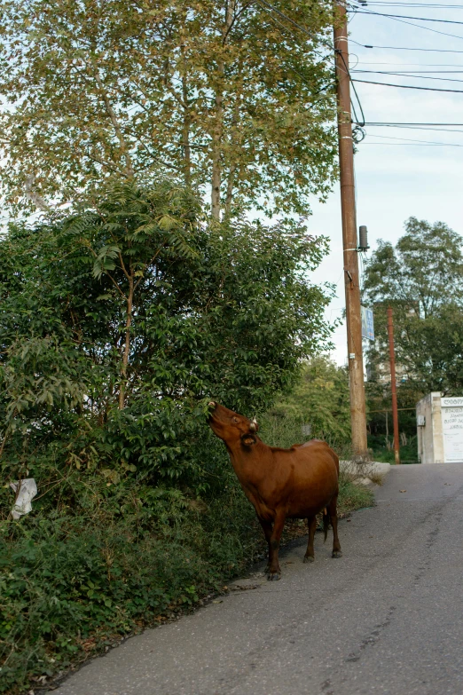 there is a cow that is standing on the side of the road