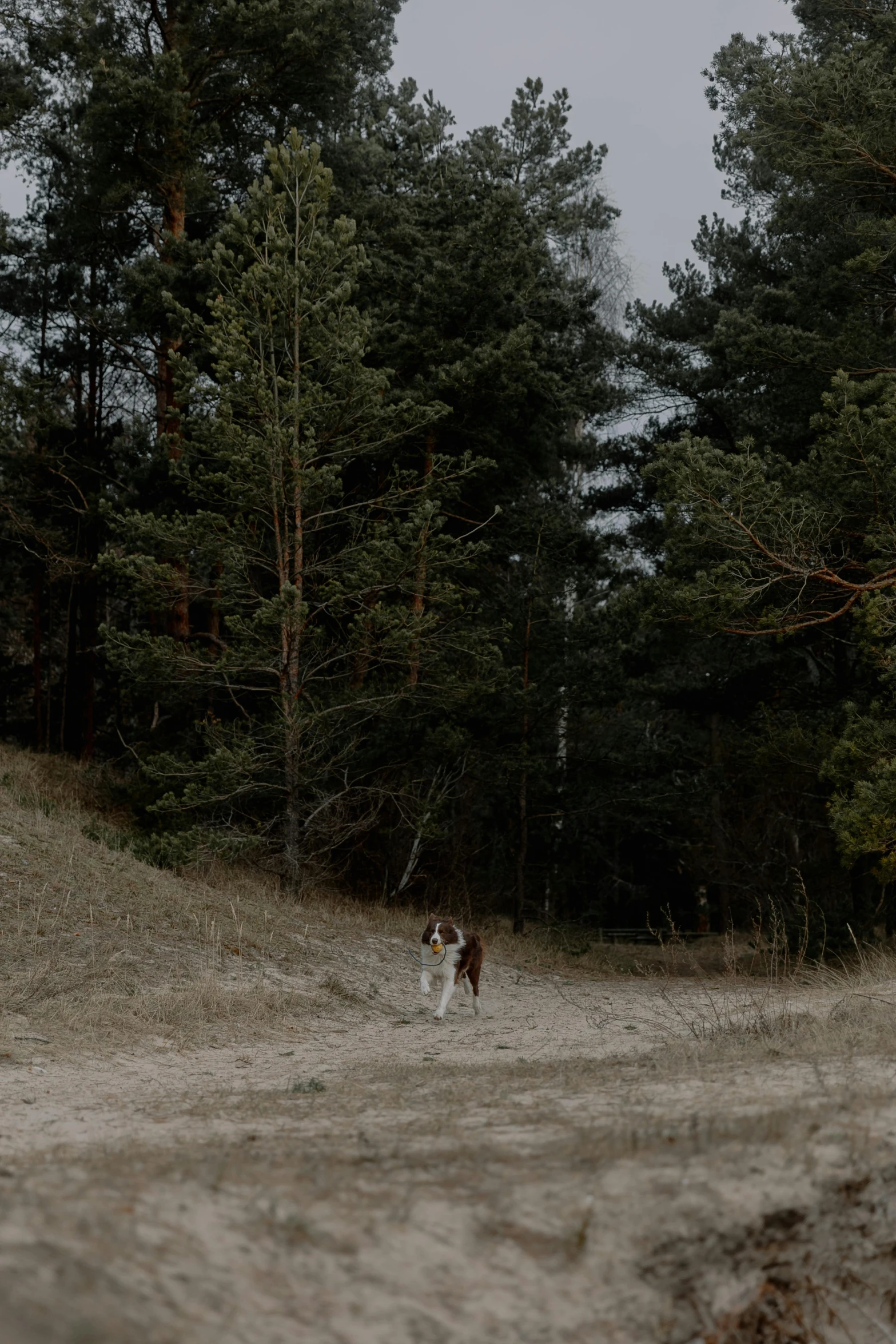 two dogs on a path through the woods