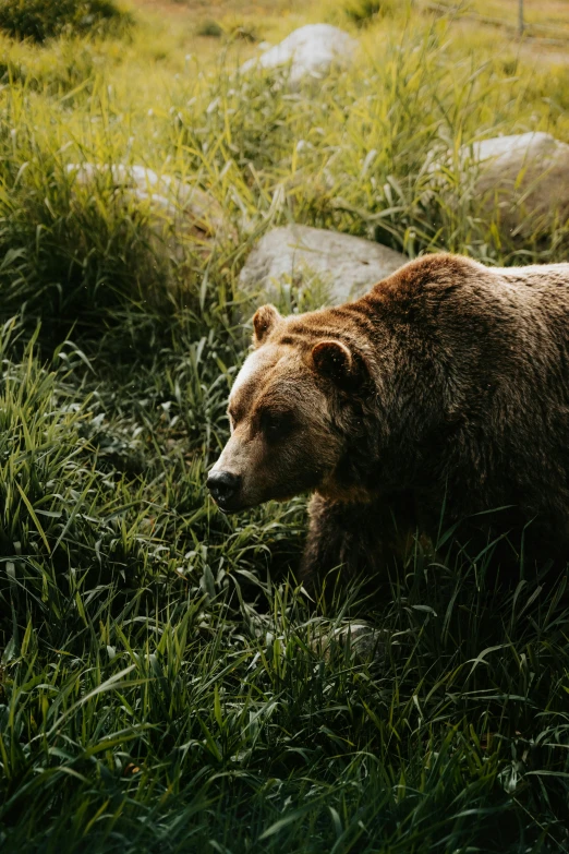 a bear in the grass looking into the distance