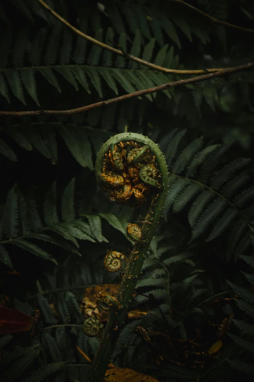 an object in the forest surrounded by fern leaves