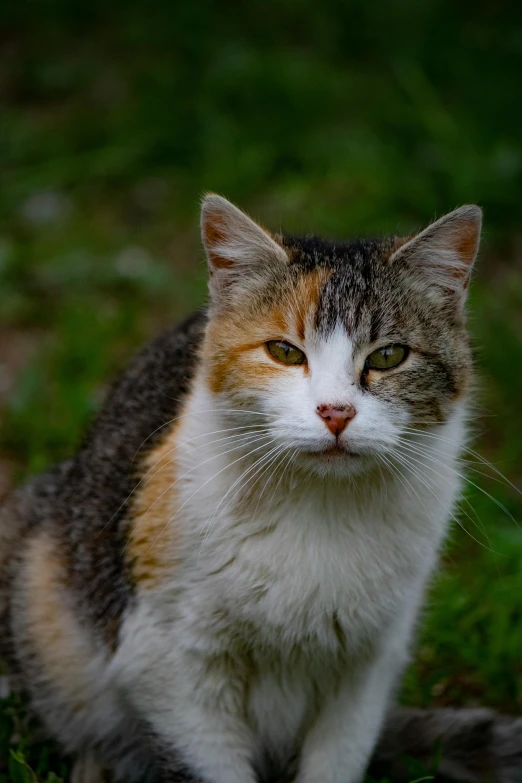 a cat with white whiskers standing in a field