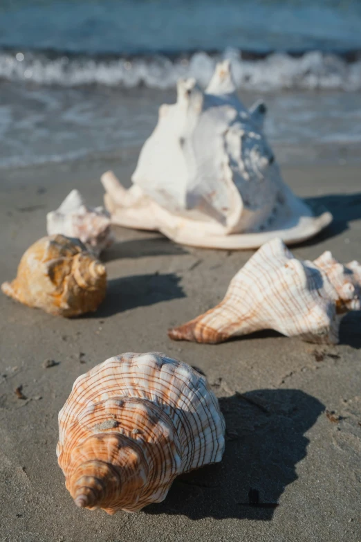 three seashells on the sand next to a body of water