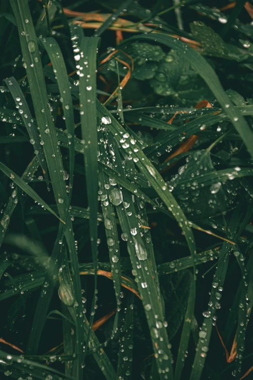 a large field with lots of green grass covered in rain drops