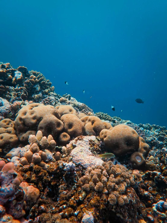 an underwater view shows corals and fish swimming in the water