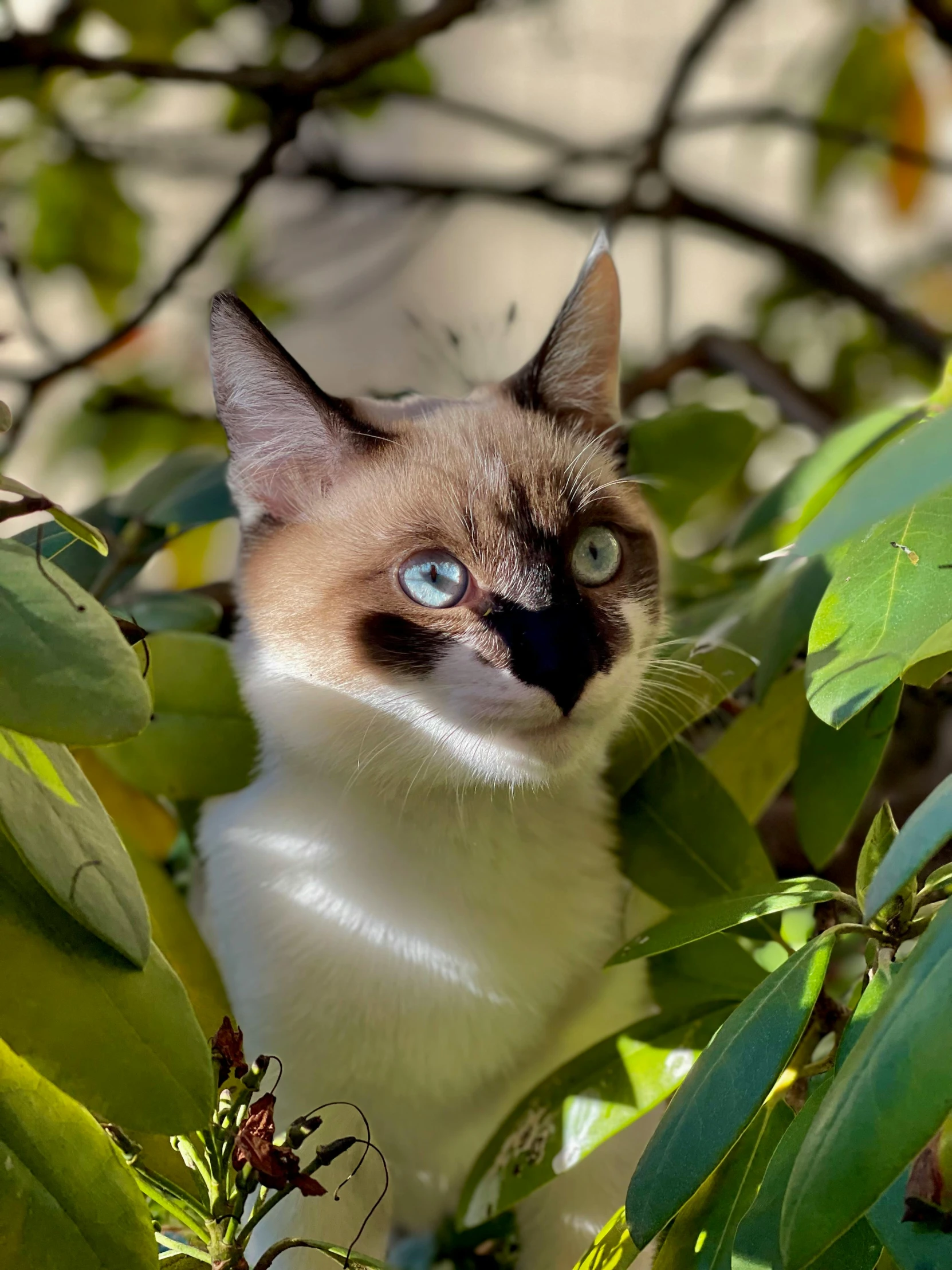 a cat is sitting in the green leafy tree