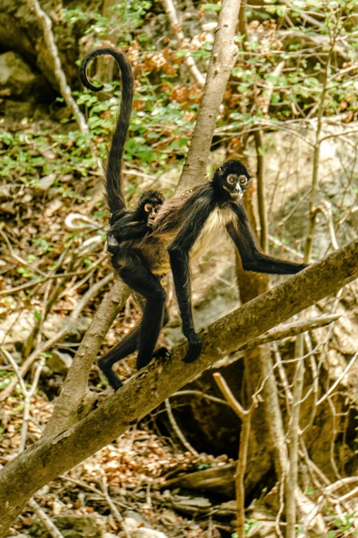 a monkey with his arms extended in a tree