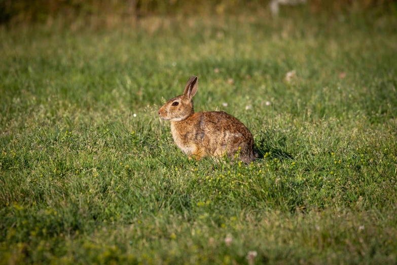 a rabbit is sitting in the tall grass