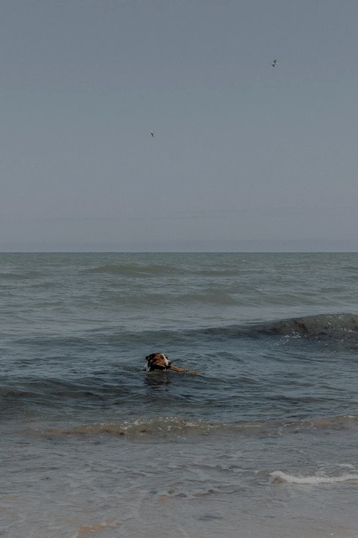 a dog in the ocean on a sunny day