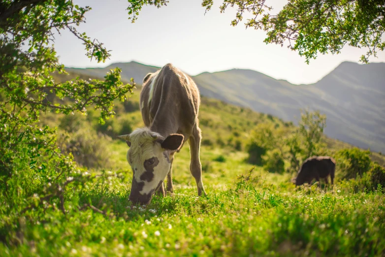 a couple of cows standing on top of a lush green field