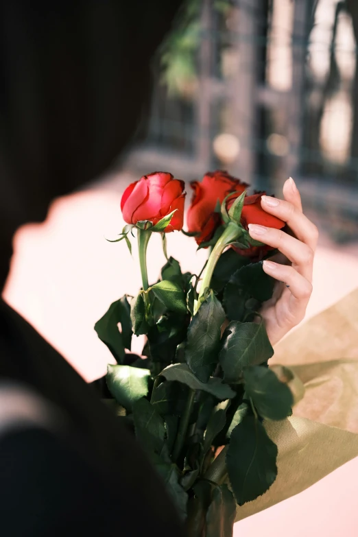 woman holding a red rose that is budding up