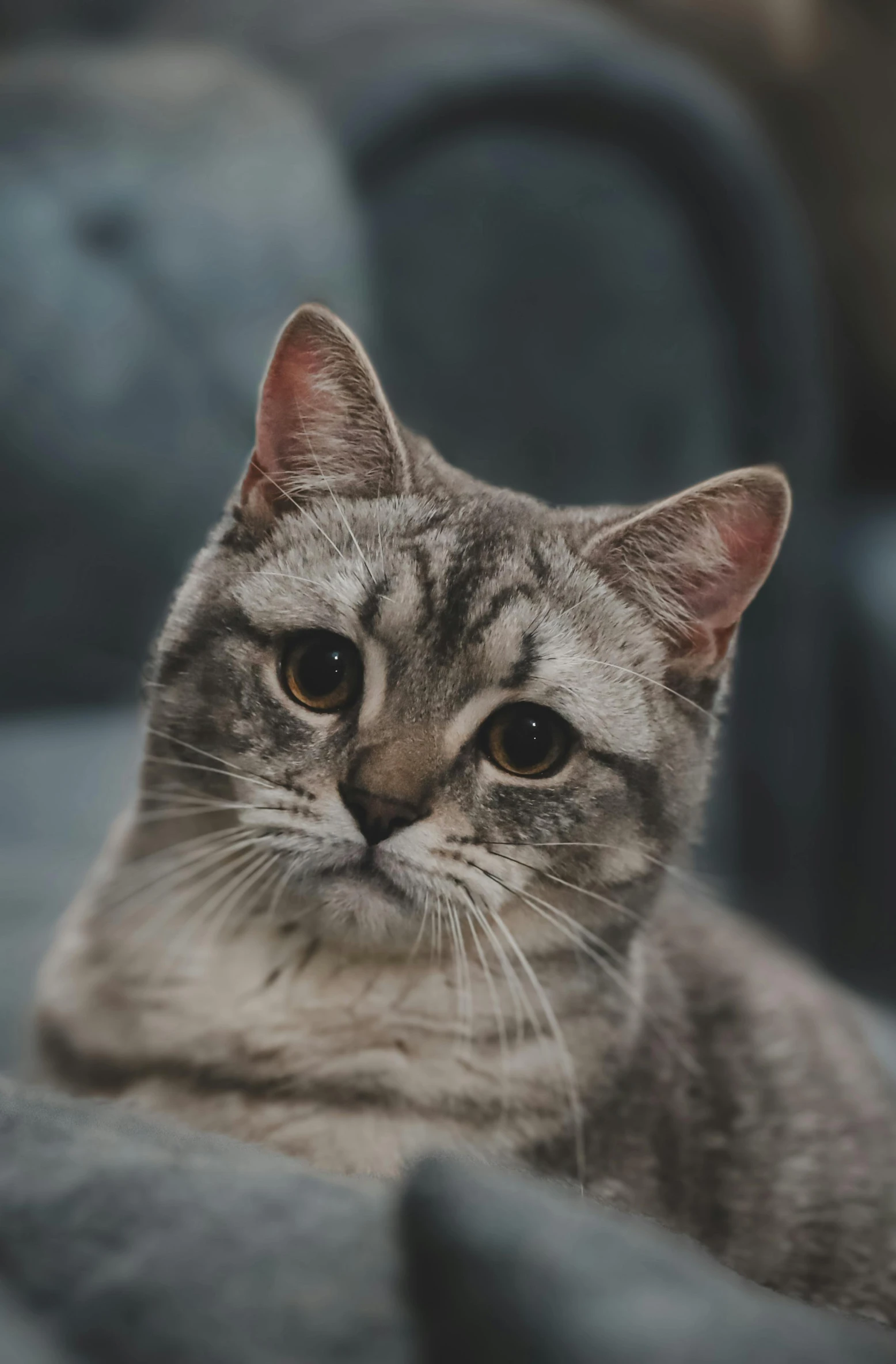 an adult cat sits in a chair, staring ahead