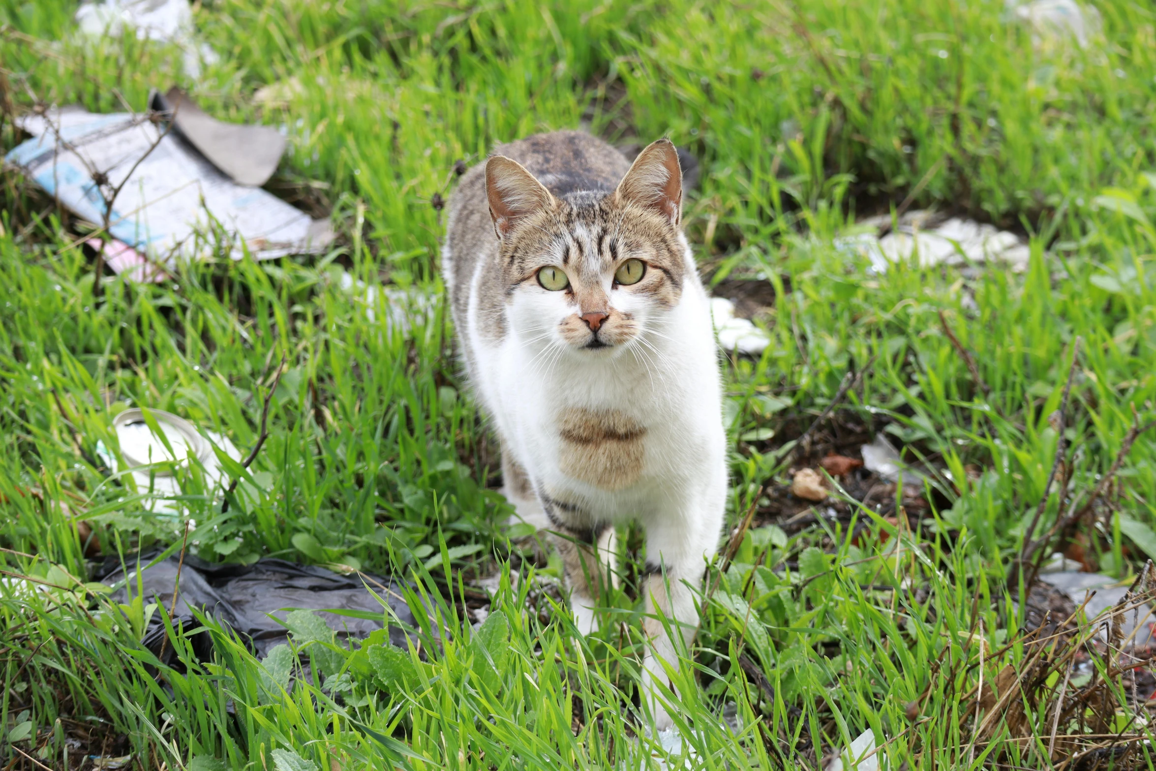 a cat with green eyes walking through some tall grass