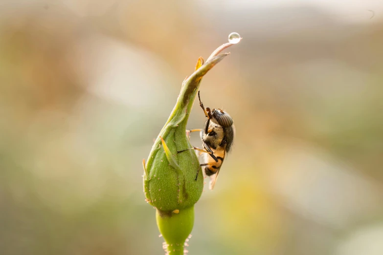a bug sitting on top of a plant that is dying
