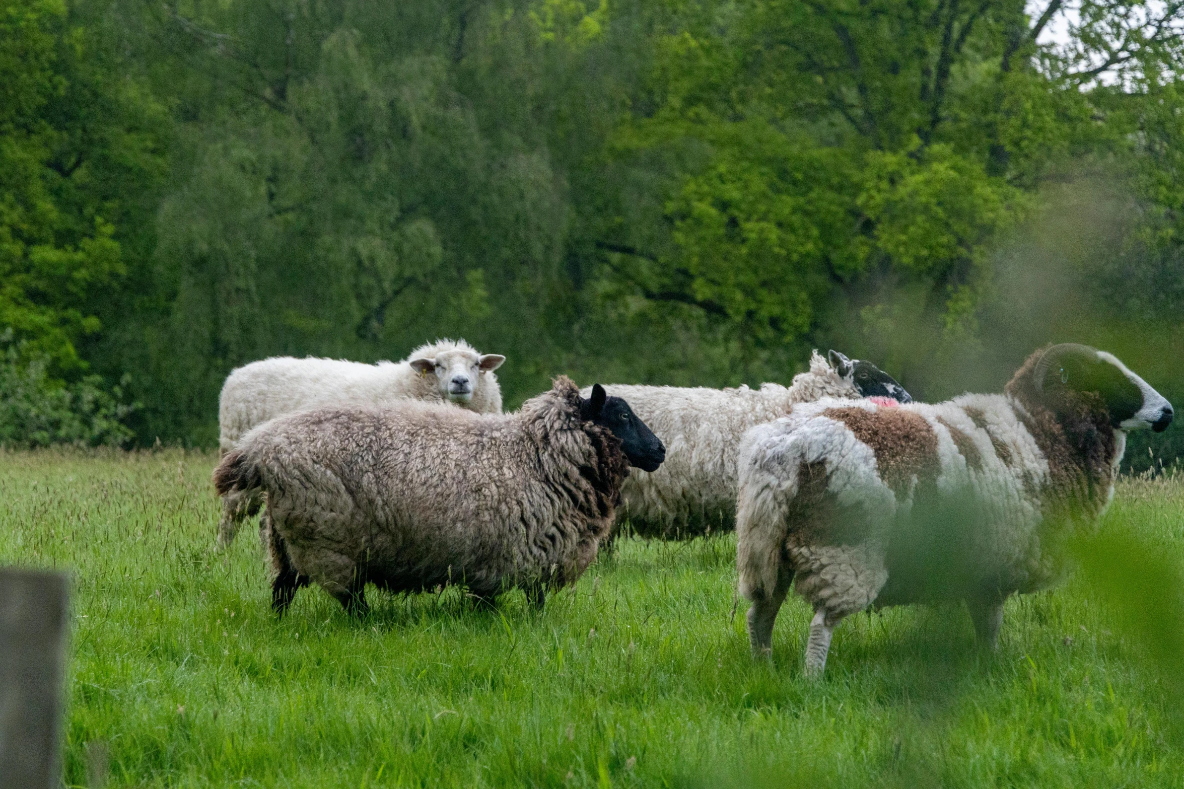 a group of sheep are walking through the field