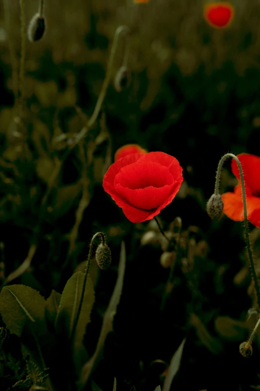 two red flowers with green stems near one another