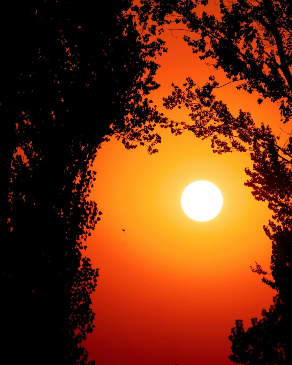 a bright orange sun with some trees in the foreground