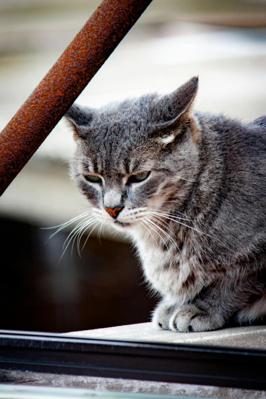 a grey cat sitting outside by an orange pole