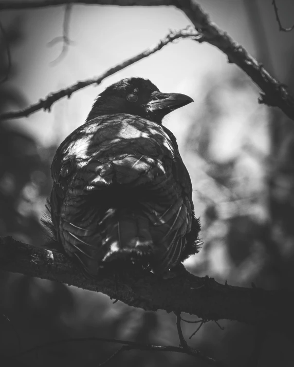 black and white image of a bird sitting on nch