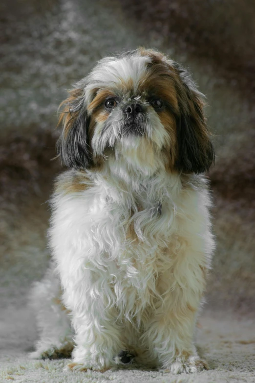 a fluffy dog sitting down looking up