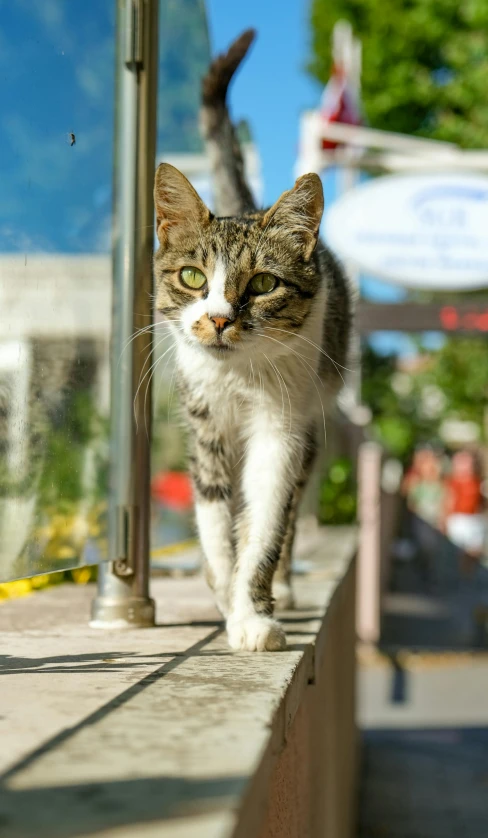 the cat is walking around on the ledge