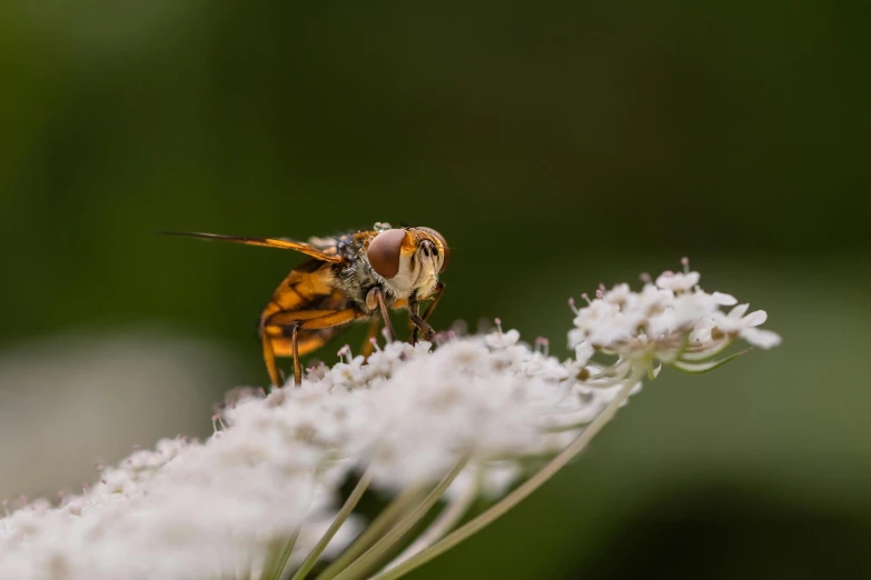 two bees sitting on top of white flowers