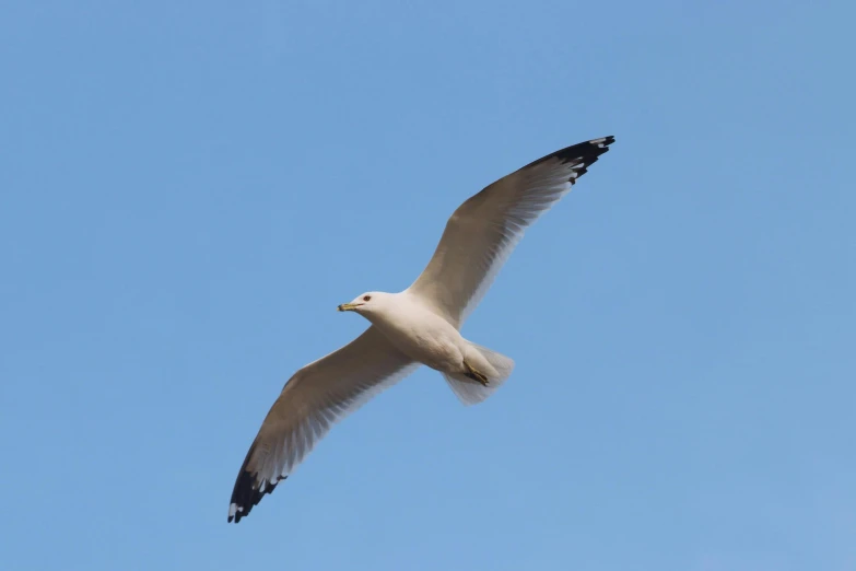 a seagull flying up in the sky