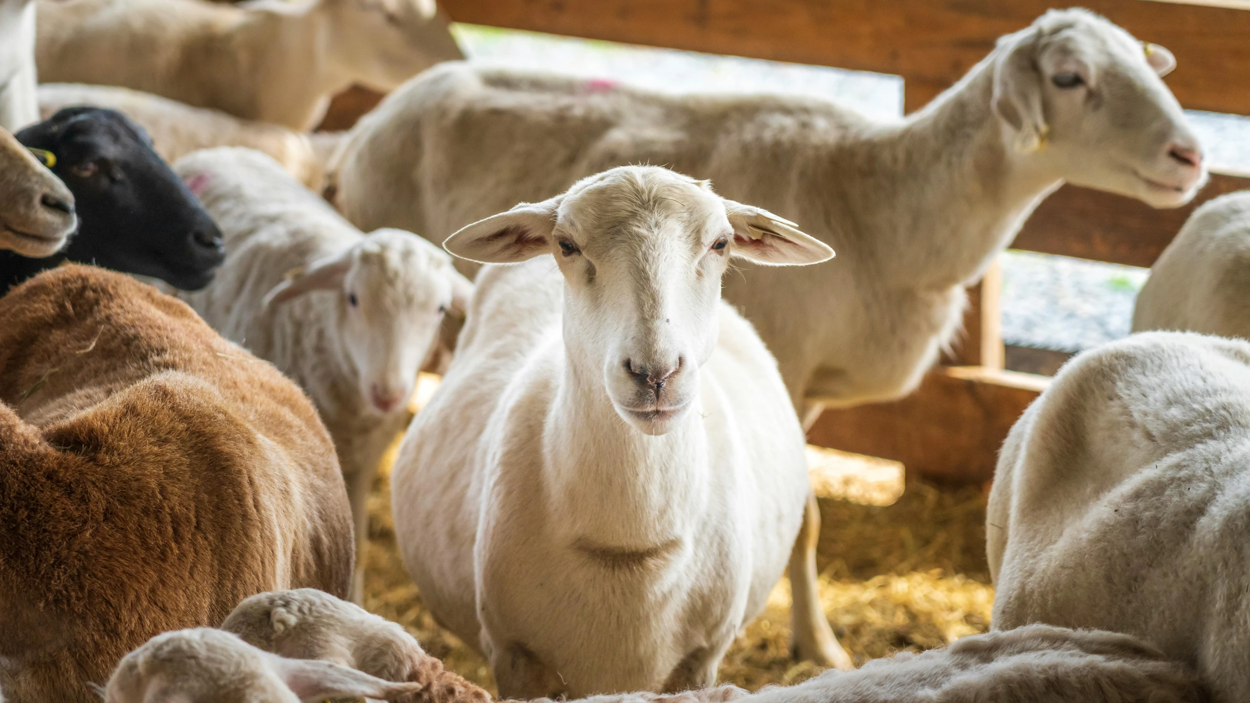 many sheep and goats are standing in a pen