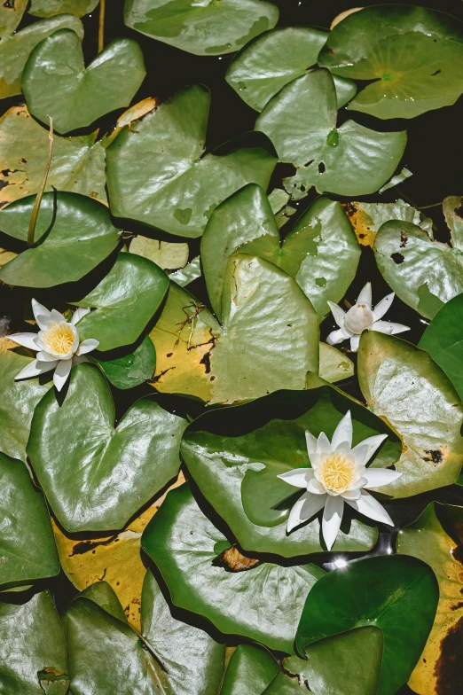 two white flowers are sitting on some leafy water plants