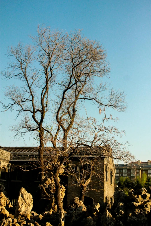 tree standing between large rocks near old structure