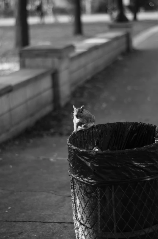 black and white po of a cat sitting on a trash can
