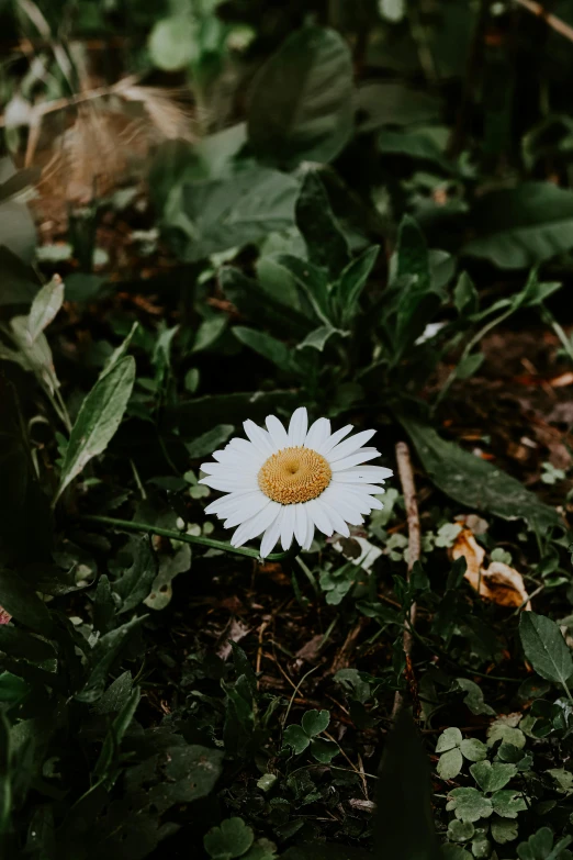 there is a small white daisy growing in the grass