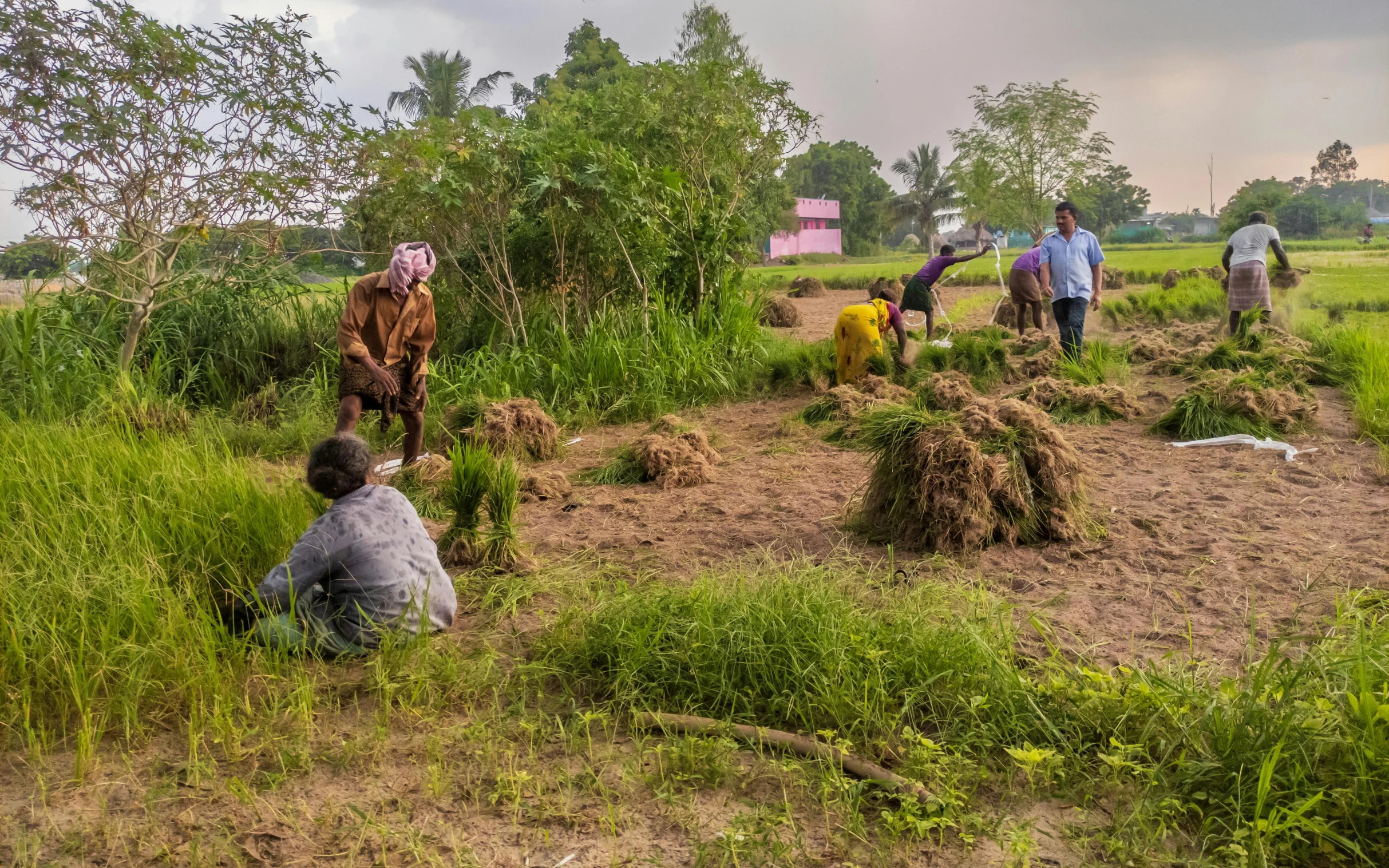 people standing in a grassy area next to cows